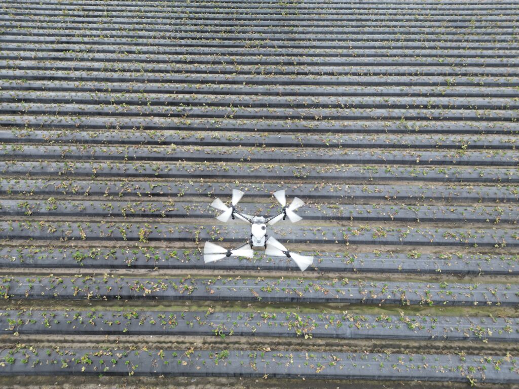 This aerial photo shows a PASUAV spray drone flying over the strawberry rows at Farm N 4 U in Plant City, Florida. The top-down angle highlights the clean symmetry of the raised beds, each one lined with young strawberry plants covered in black plastic mulch. In the center of the frame, the PASUAV drone — equipped with six large white propellers — hovers steadily as it works the field. The combination of precision drone technology and the long, uniform rows of this 30-year family farm captures a perfect blend of innovation and tradition in Florida agriculture.