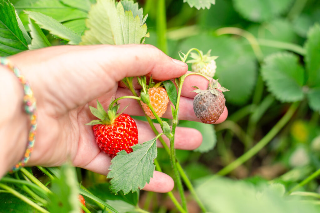image of strawberries being inspected