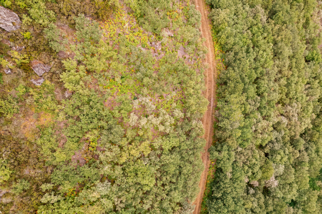 overhead image of forest access road shot by agricultural drone
