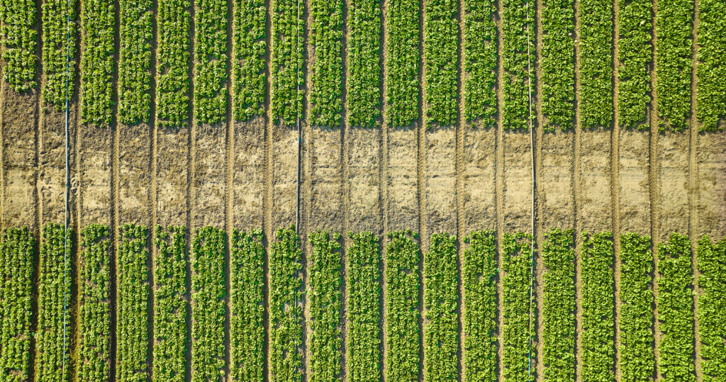 image of aerial view of strawberry crop 
